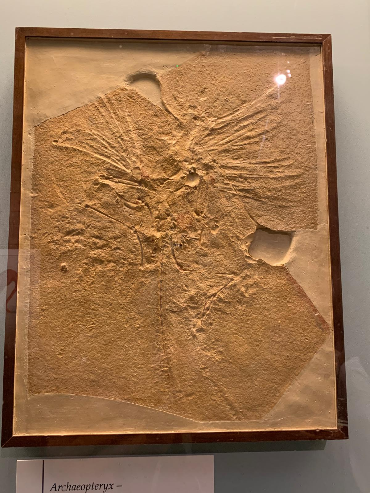 A framed cast of the Archaeopteryx fossil, its feathered wings and long tail impressed in pale limestone.