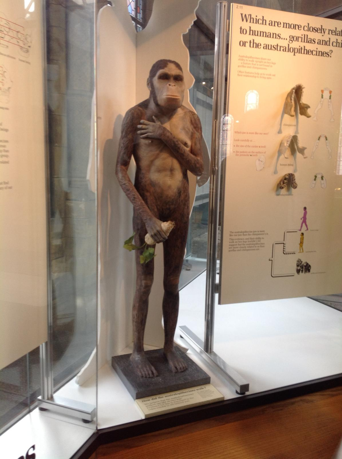 A life-size model of an Australopithecus standing upright in a glass case, beside a panel asking how it walked.