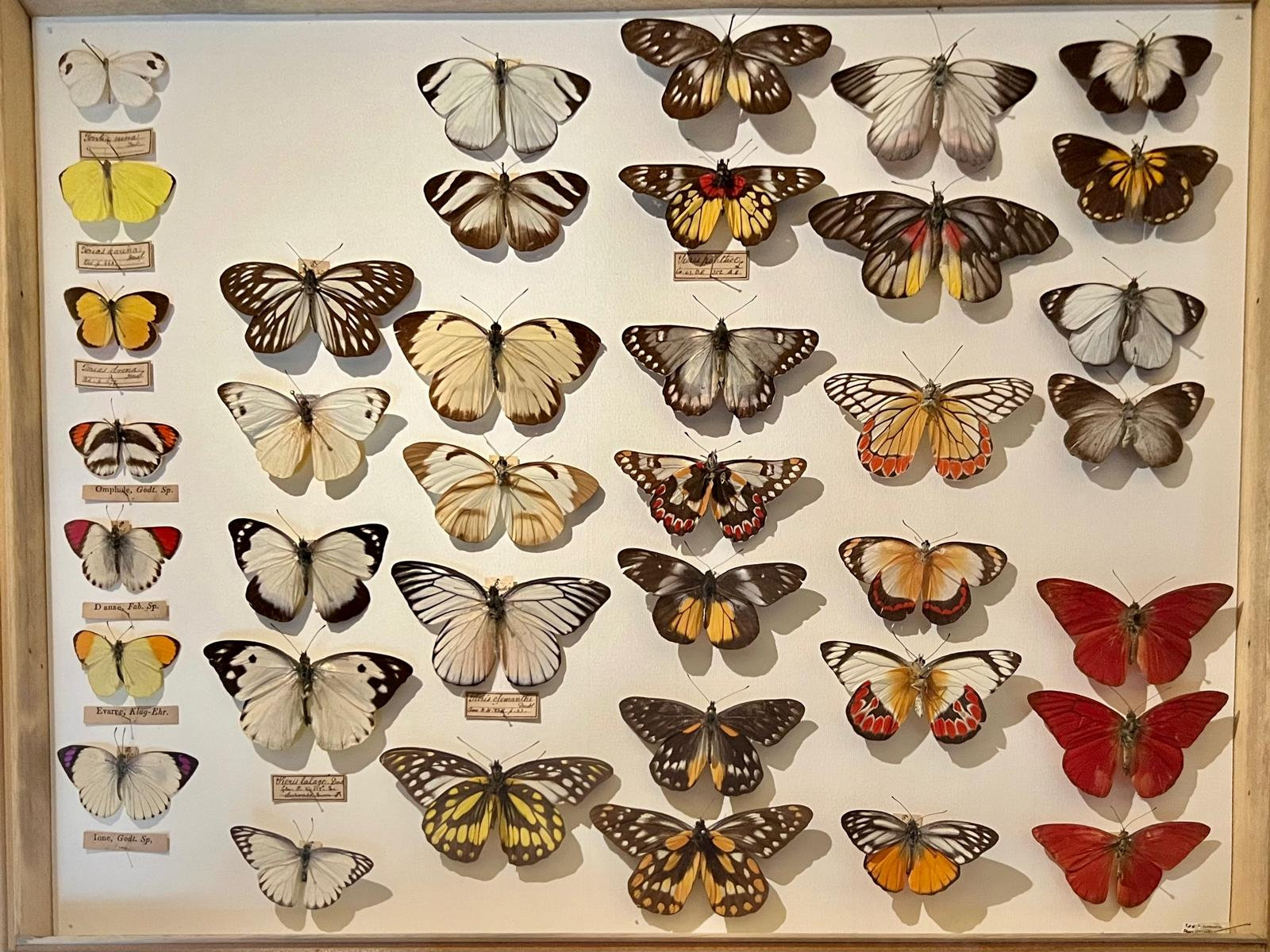 A wooden drawer of pinned butterflies in white, yellow, orange and red, each with a handwritten label.