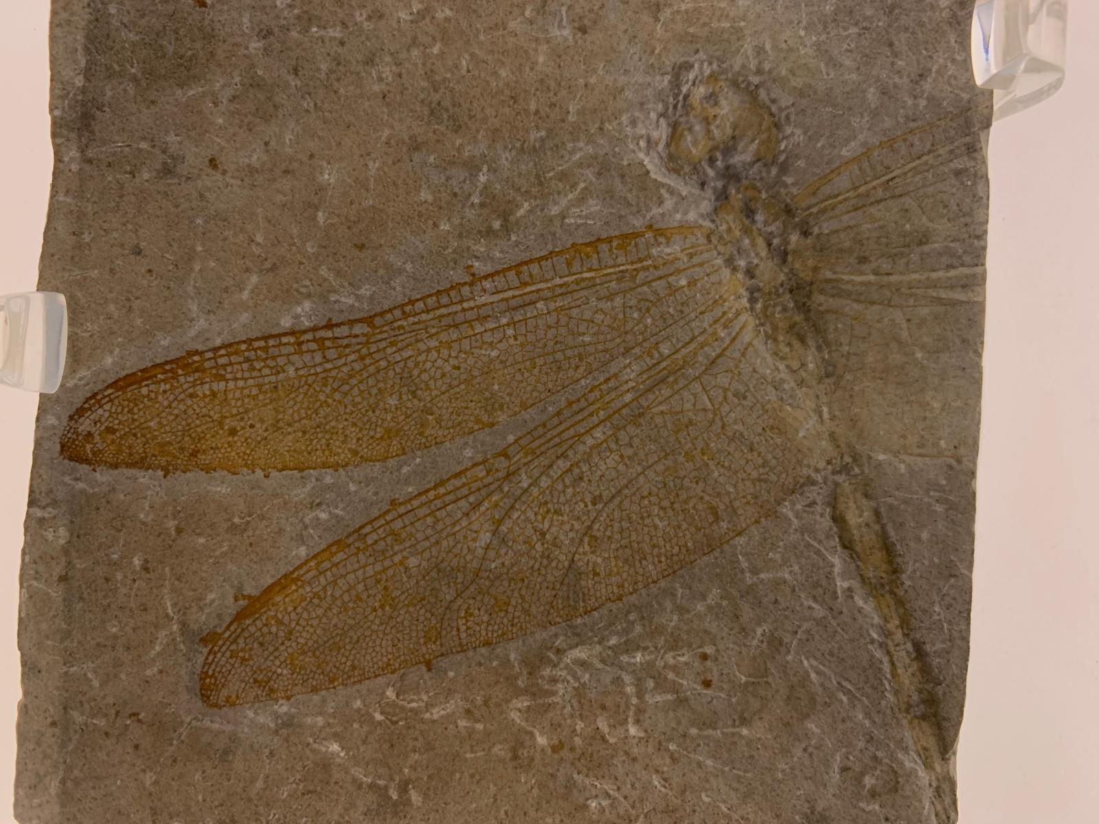 A fossil dragonfly in grey stone, the fine veining of its wings still visible.