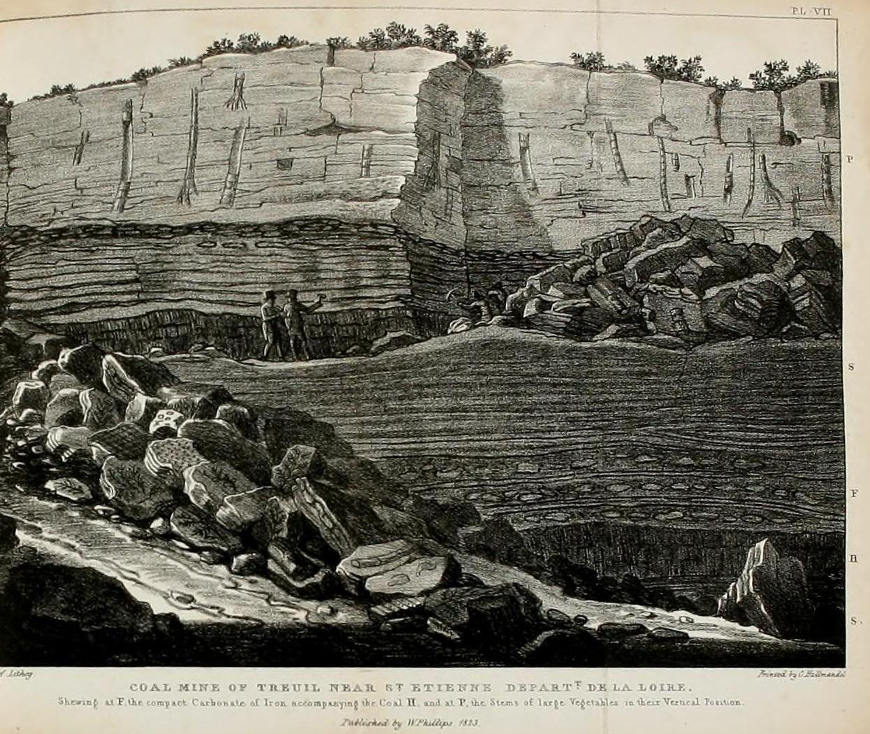 A 19th-century engraving of a coal-mine cliff face, showing fossilised tree trunks standing upright and passing vertically through many layers of rock.