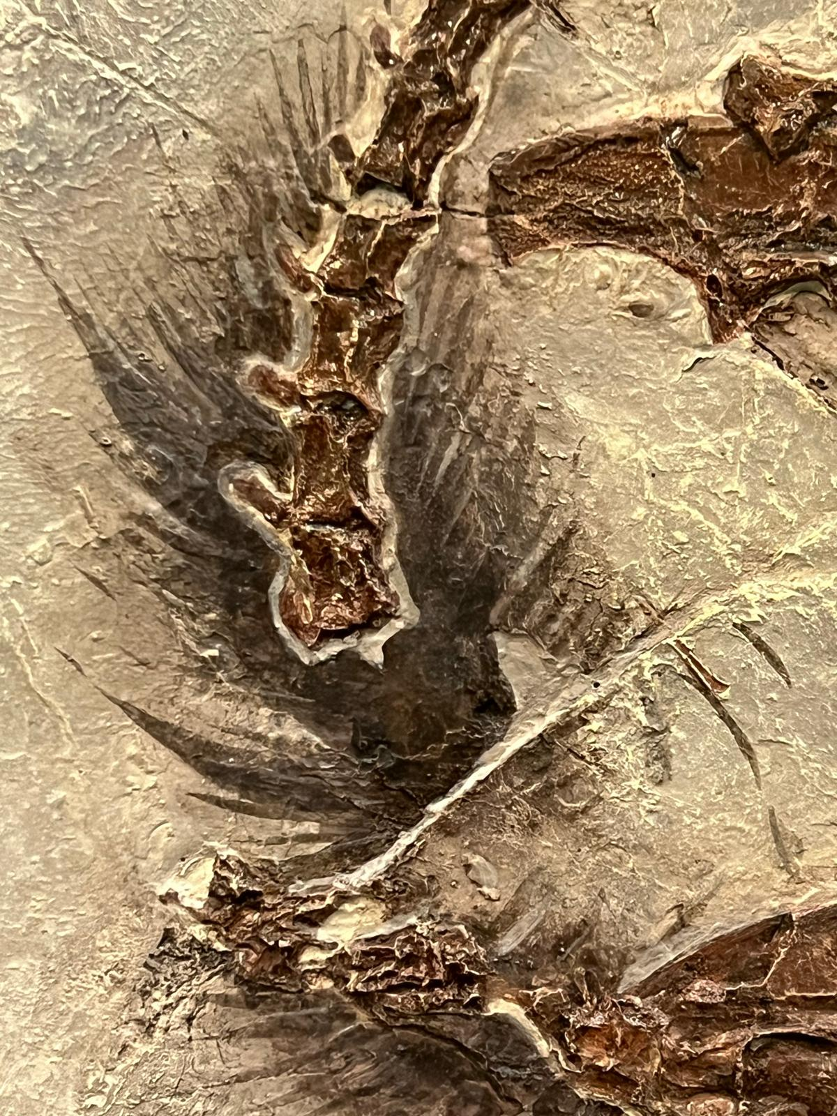 A detailed fossil specimen in stone, its fine structure captured in sharp relief.