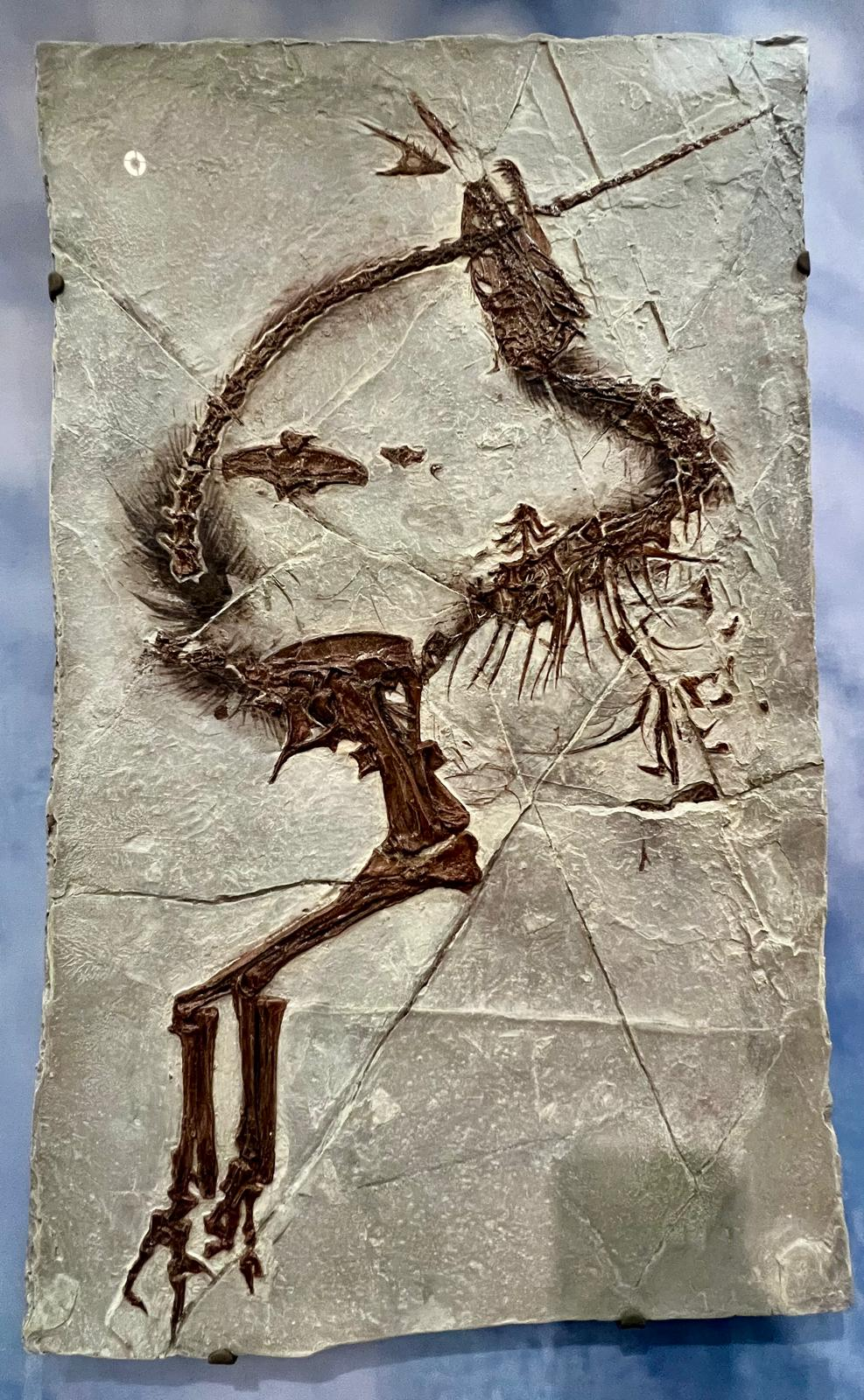 A finely preserved fossil, its form clearly impressed into the surrounding rock.