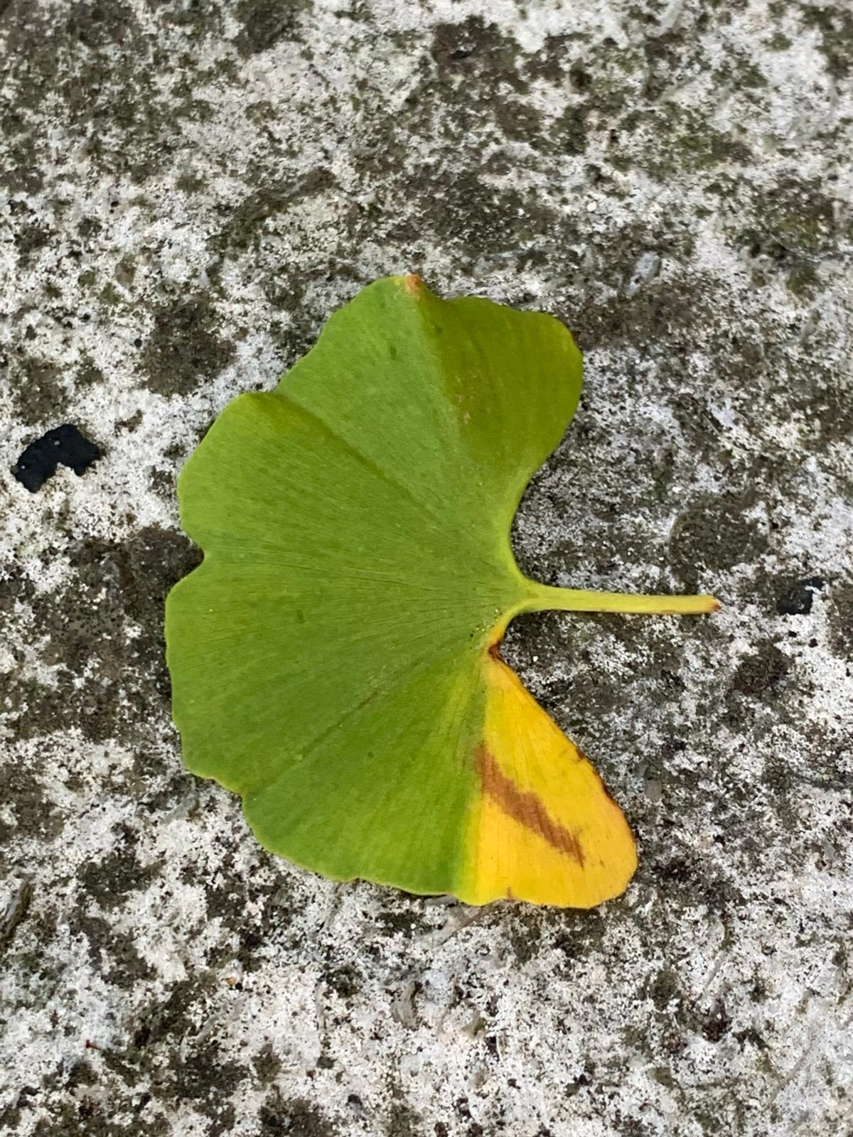 A fallen ginkgo leaf, green turning to yellow at one edge, lying on lichen-speckled stone.