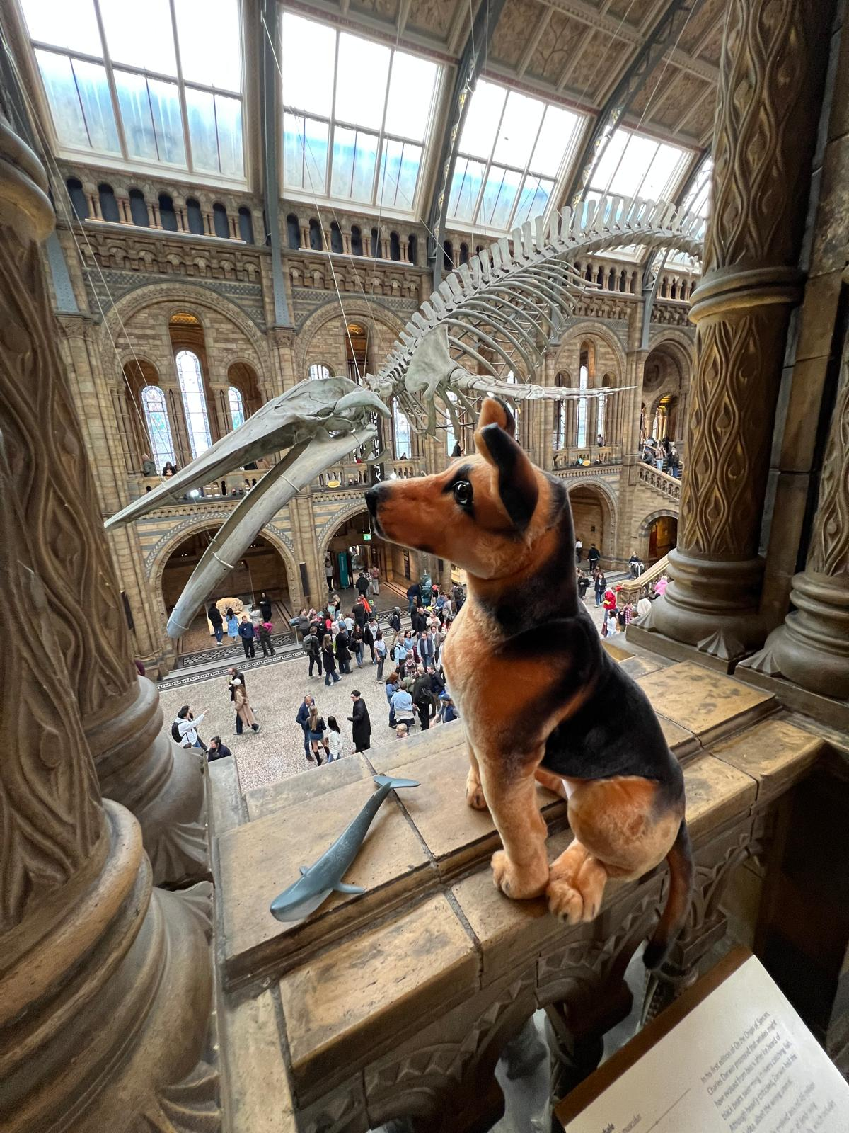 A plush toy dog sitting on the Hintze Hall balcony, gazing up at the blue whale skeleton suspended overhead.