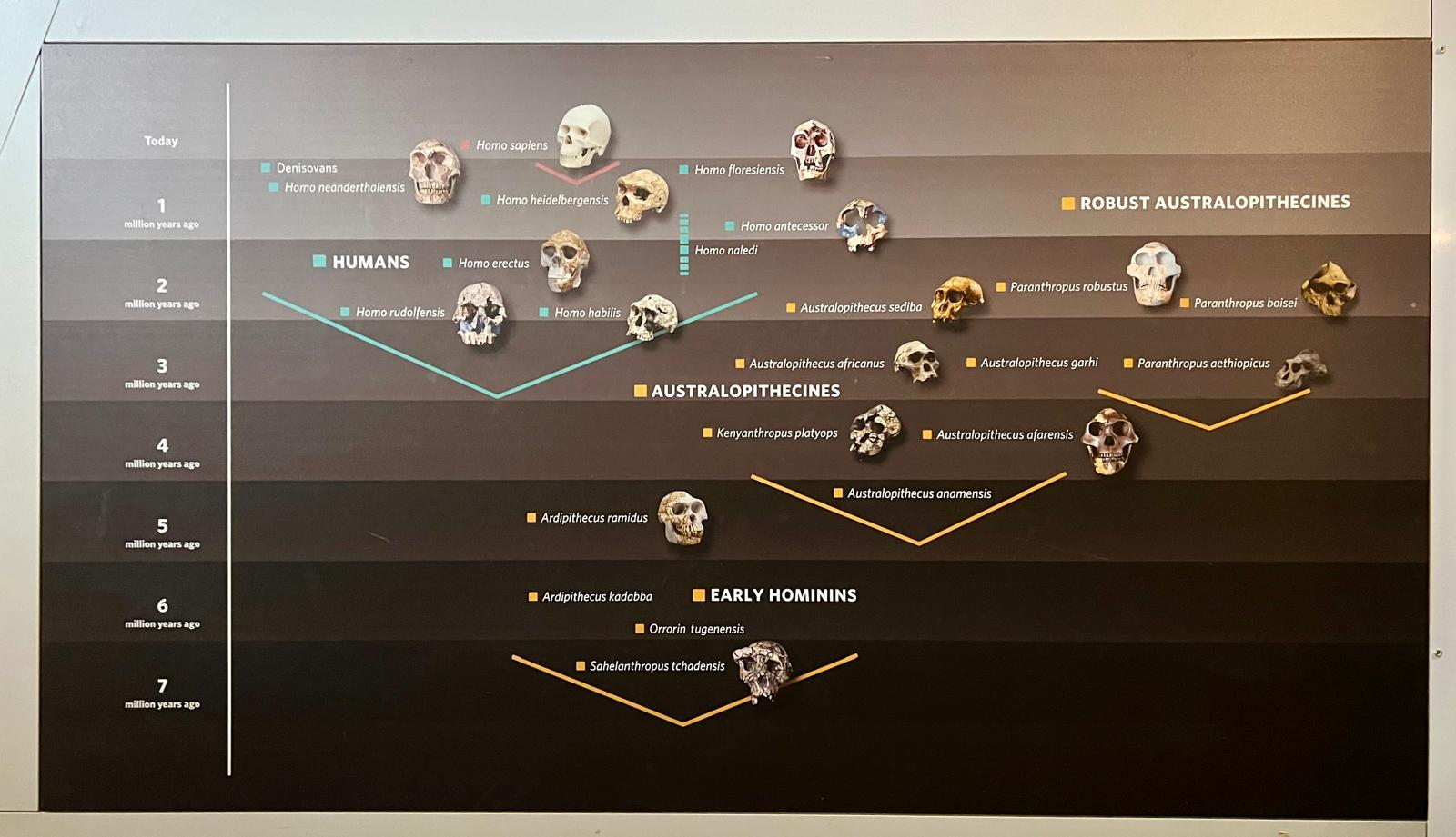 The museum's hominin timeline board, fossil skulls arranged from seven million years ago to today.
