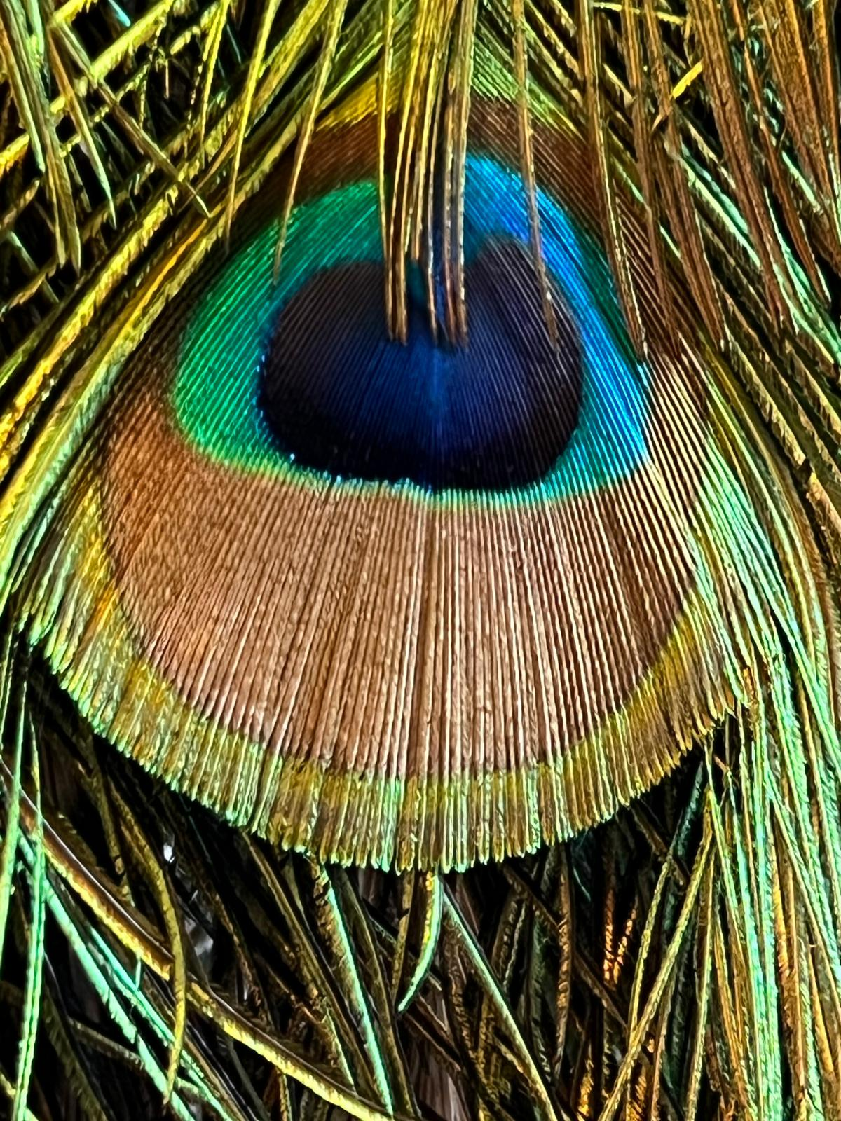 A single peacock feather eye in close-up, deep blue at the centre ringed with green, bronze and gold.