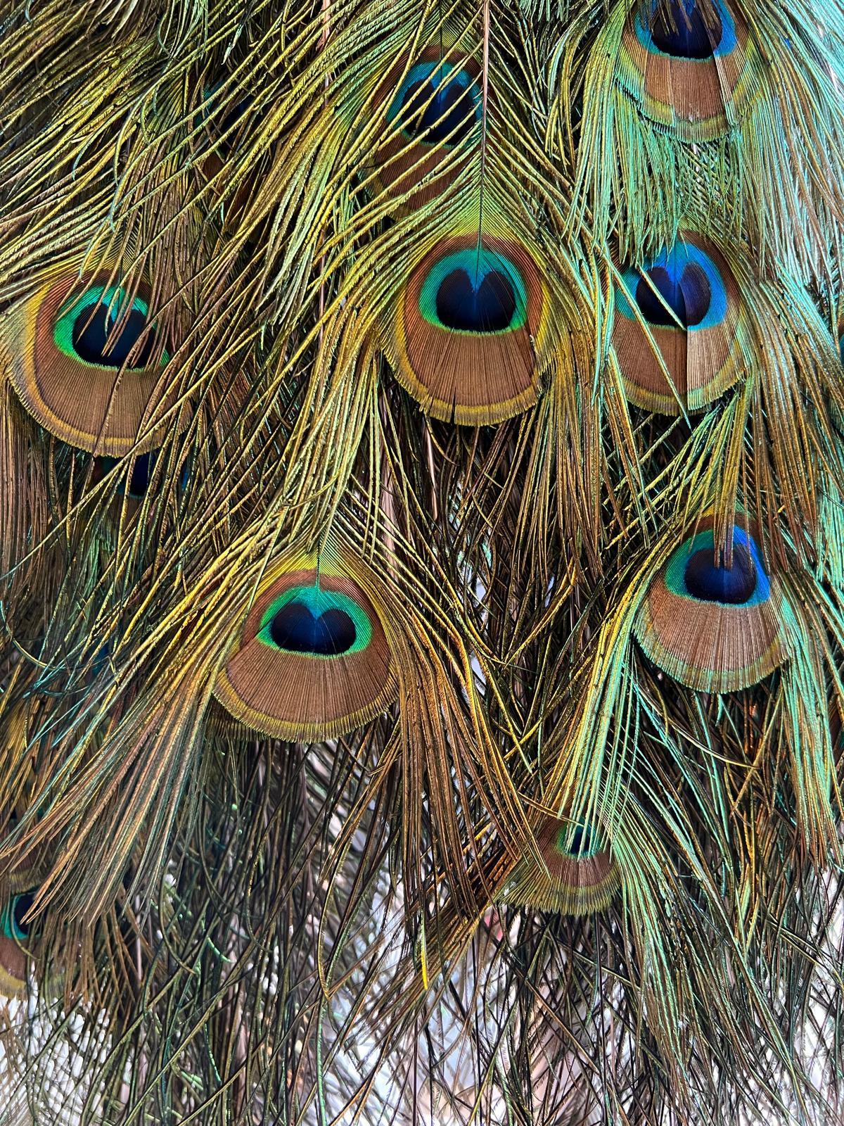 A close-up of peacock tail feathers, their iridescent blue and green eyes overlapping.